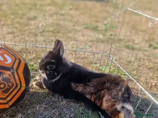 Netherland Dwarf rabbits Pure Netherlands Doe - Advert 6