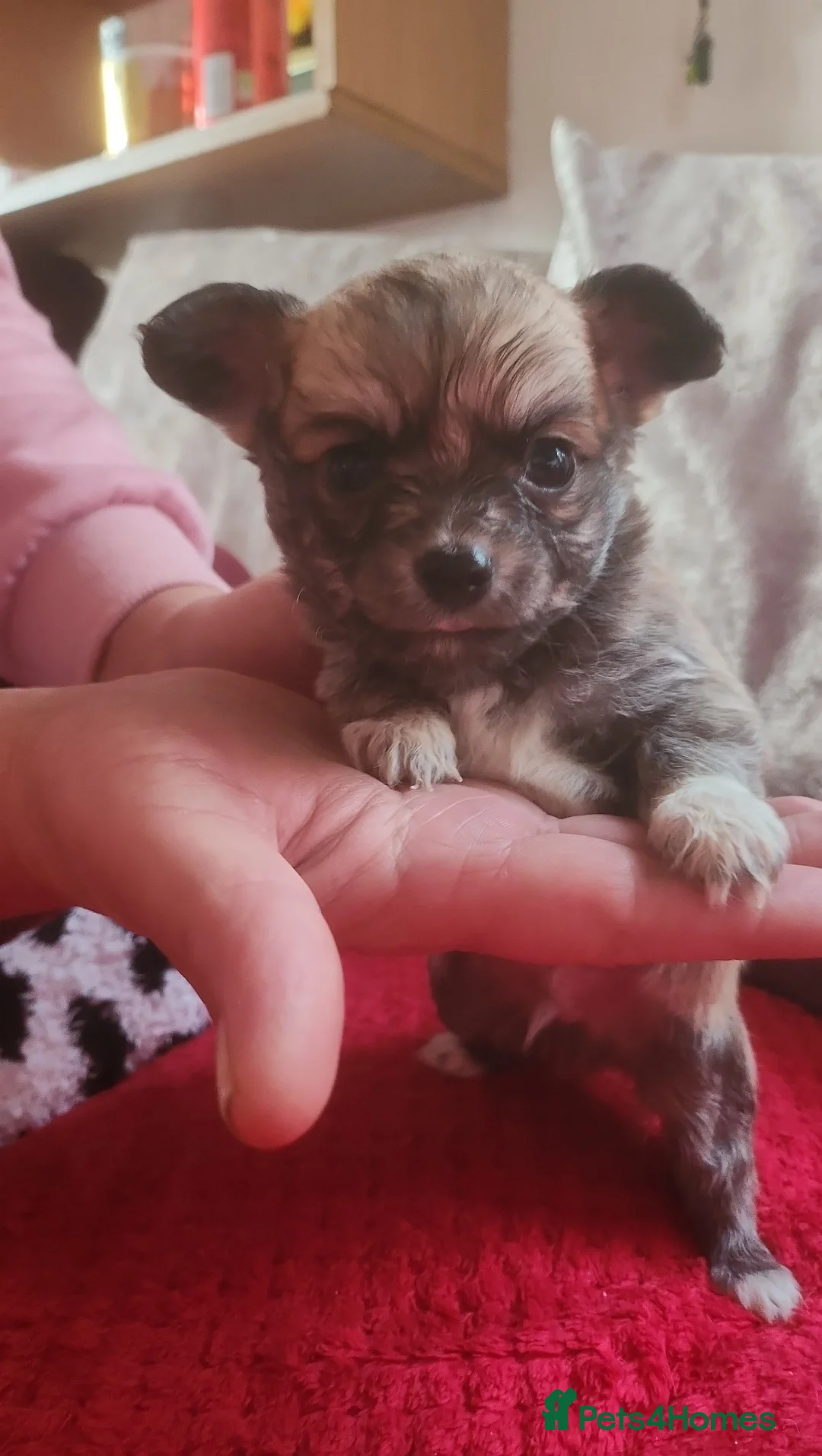 Mixed Breed dogs for sale: Looking for new laps  - Advert 4