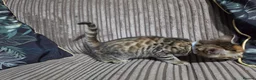Bengal cats for sale: Bengal X DLH kittens  - Advert 6