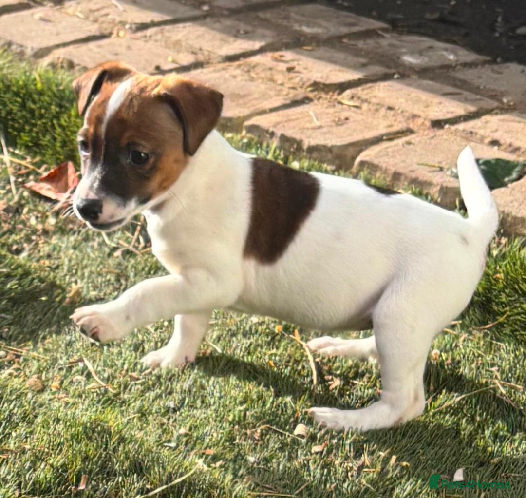 Jack Russell dogs for sale: Beautiful traditional jackrussel Pups  - Advert 10