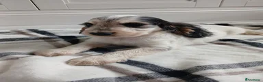 Cocker Spaniel 3