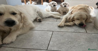 Golden Retriever dogs - Advert 10