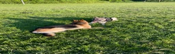 German Shepherd dogs for sale: Xena  - Advert 17