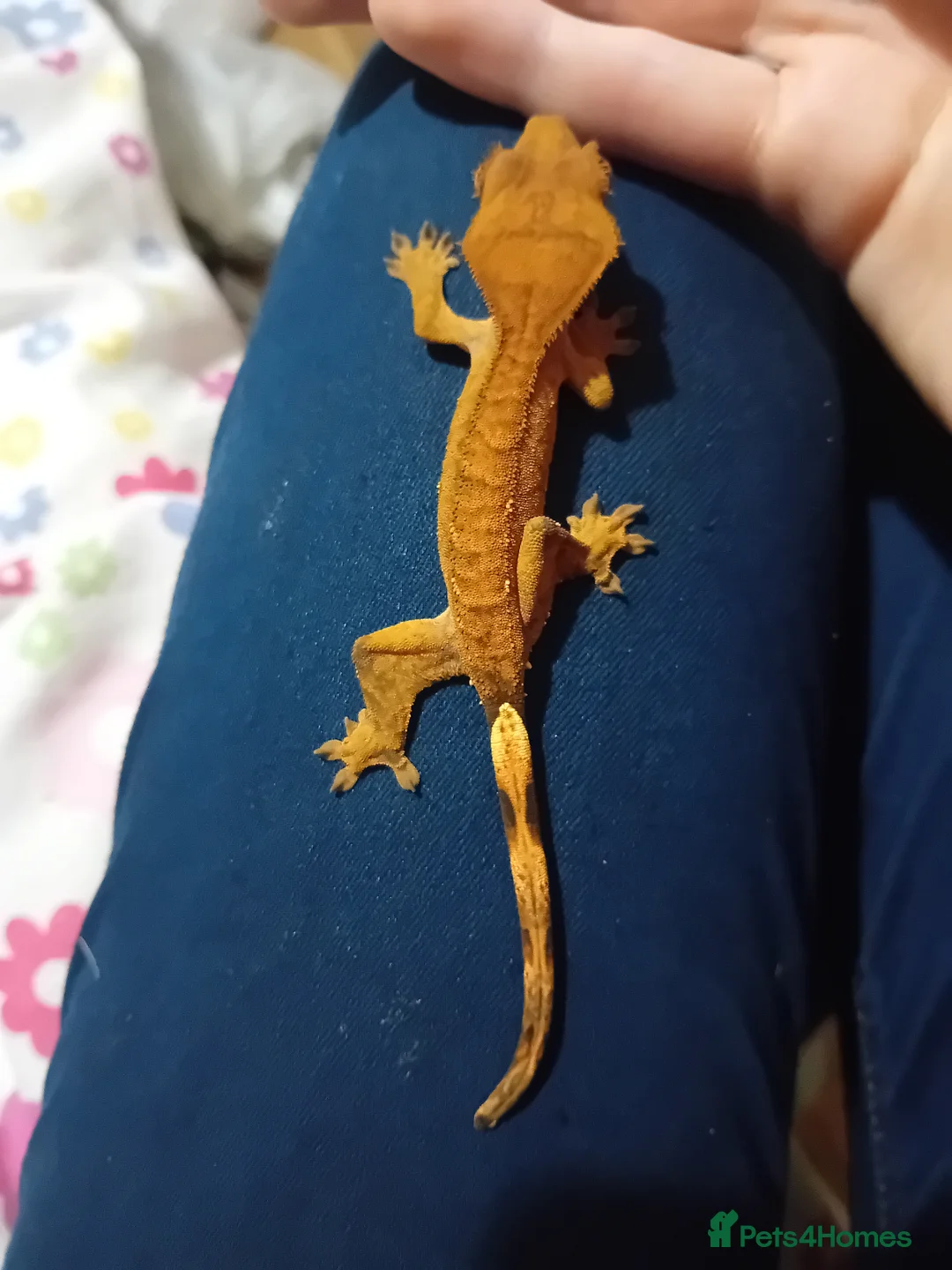 Gecko reptiles for sale: Multiple baby crested geckos for sale - Advert 4