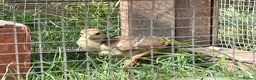 Peafowl poultry for sale: 2 Pea Chicks - Advert 5