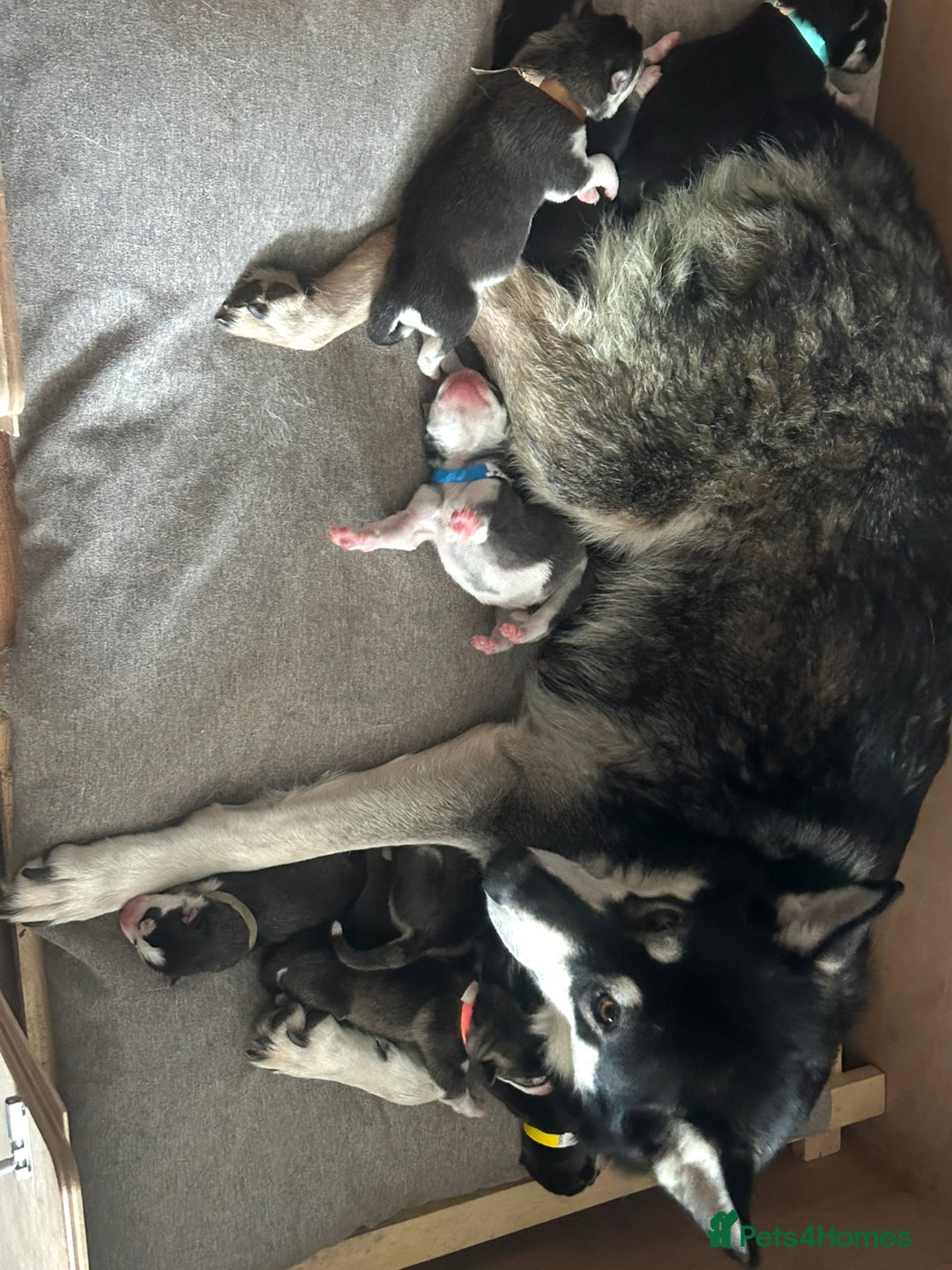 Siberian Husky dogs for sale: Lovely husky puppies, ready for new homes on 25/8 - Image 9