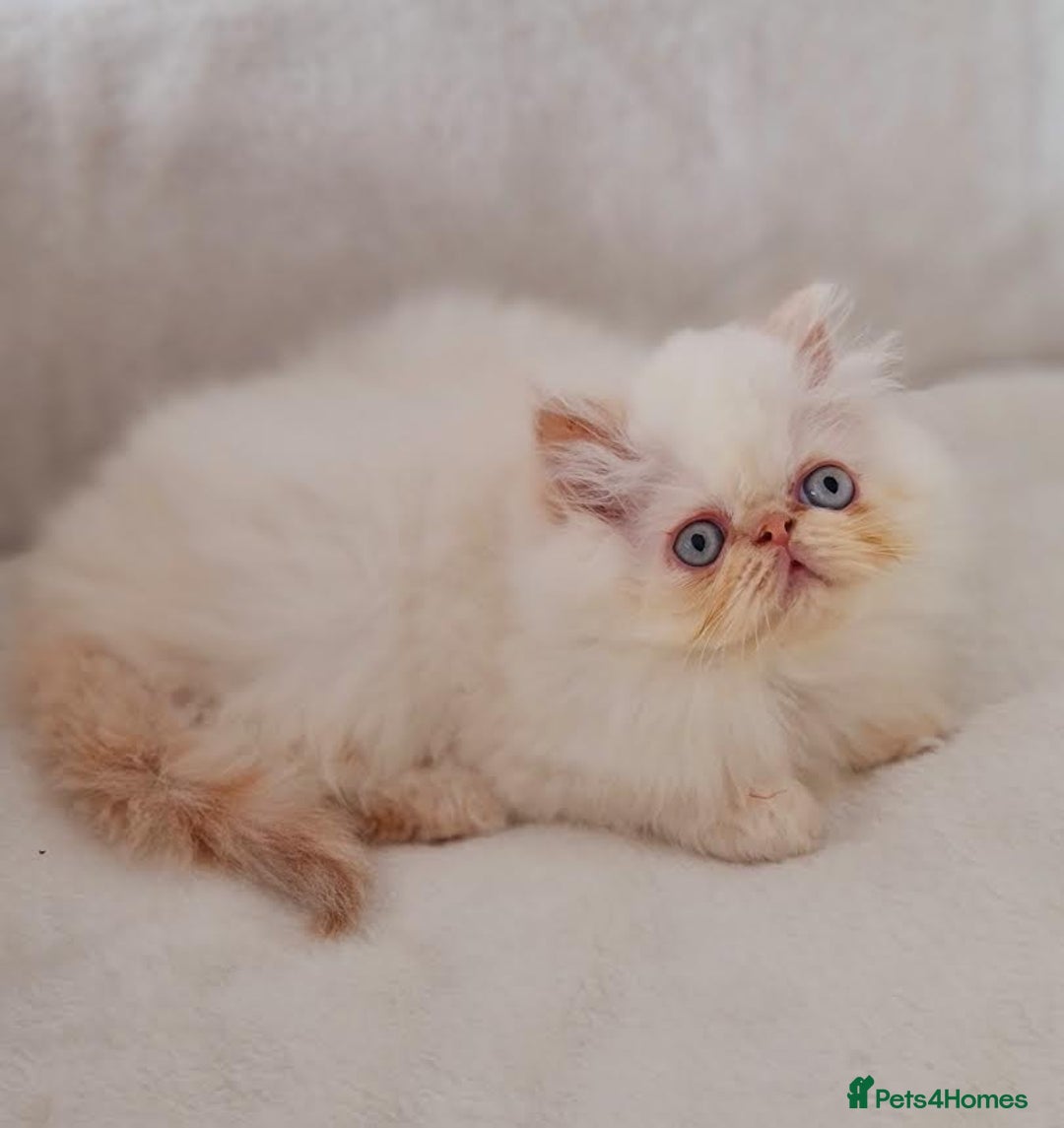 Persian cats for sale: Persian Kittens - Advert 14
