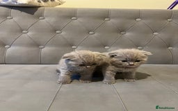Scottish Fold cats for sale: Adorable Scottish Fold & Straight Kittens 💕🐾 - Image 11