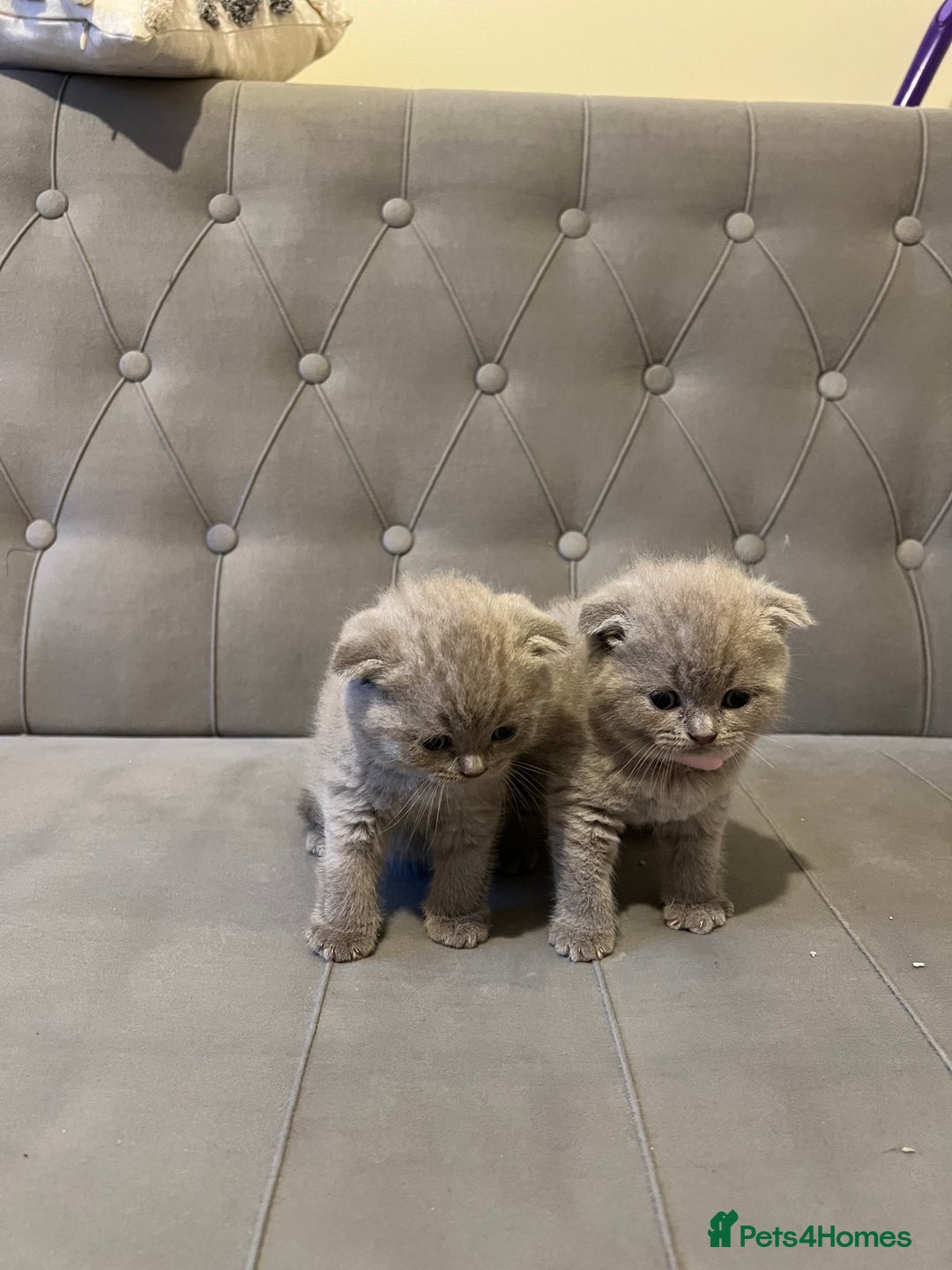 Scottish Fold cats for sale: Adorable Scottish Fold & Straight Kittens 💕🐾 - Image 11