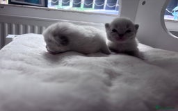 Ragdoll cats for sale: Gorgeous pedigree Ragdoll kittens  - Image 10