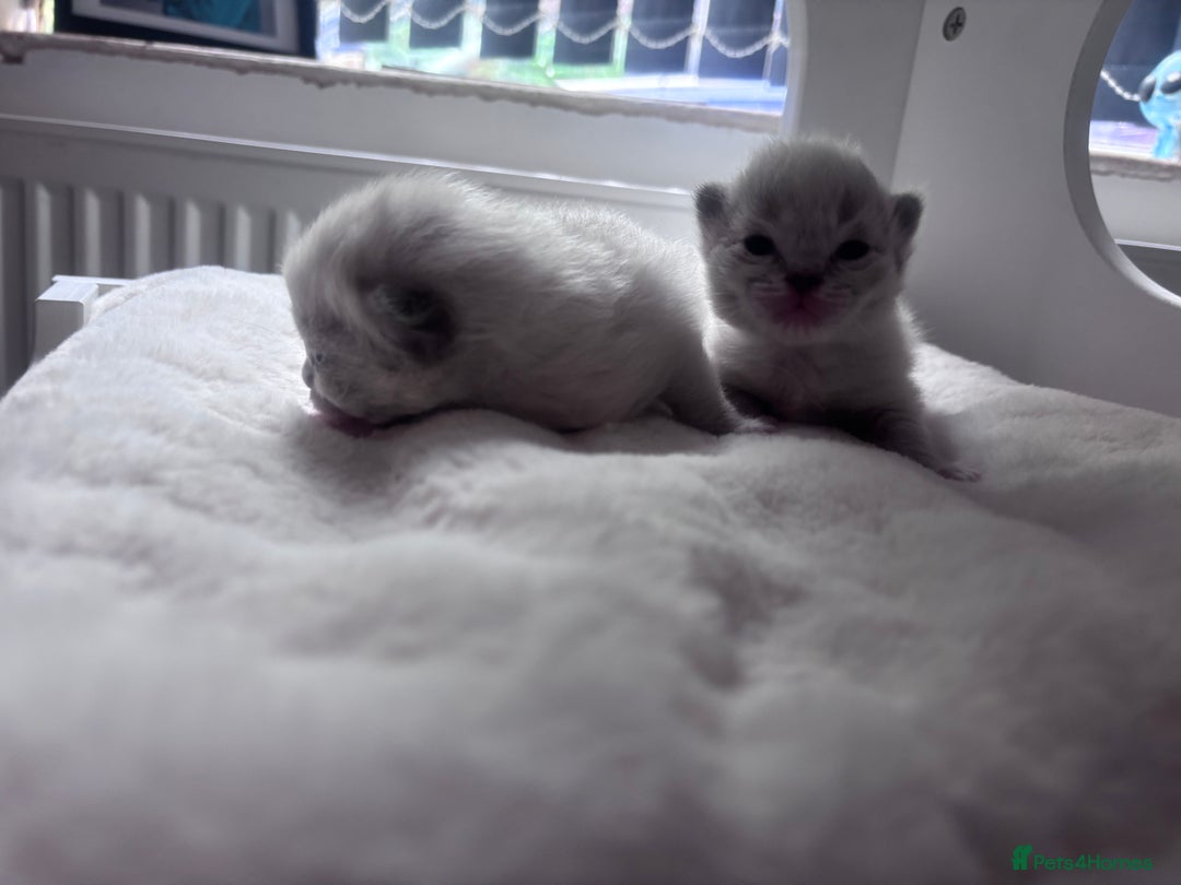 Ragdoll cats for sale: Gorgeous pedigree Ragdoll kittens  - Image 10