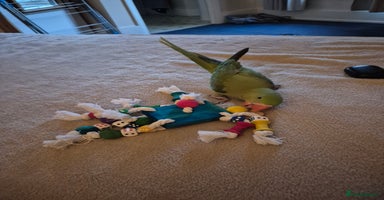 Mixed Breed birds - Advert 15