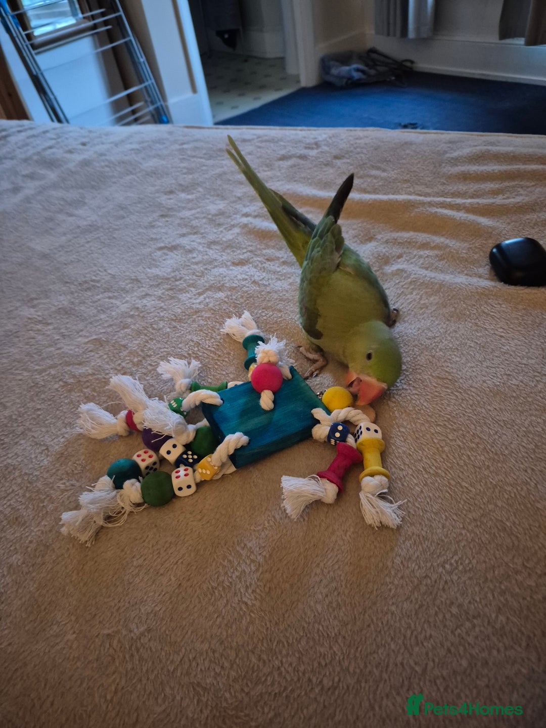 Mixed Breed birds for sale: Alexandrine pair of parrots - Image 2