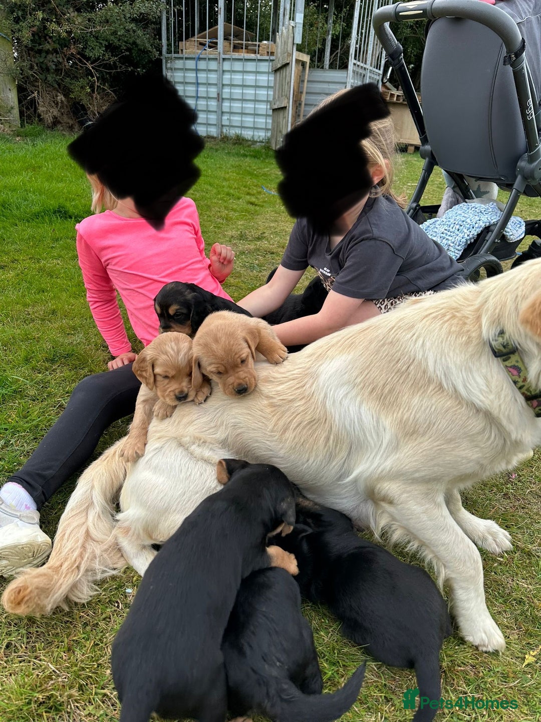 Mixed Breed dogs for sale: 8 Beautiful pups looking their forever home🥰 - Image 10