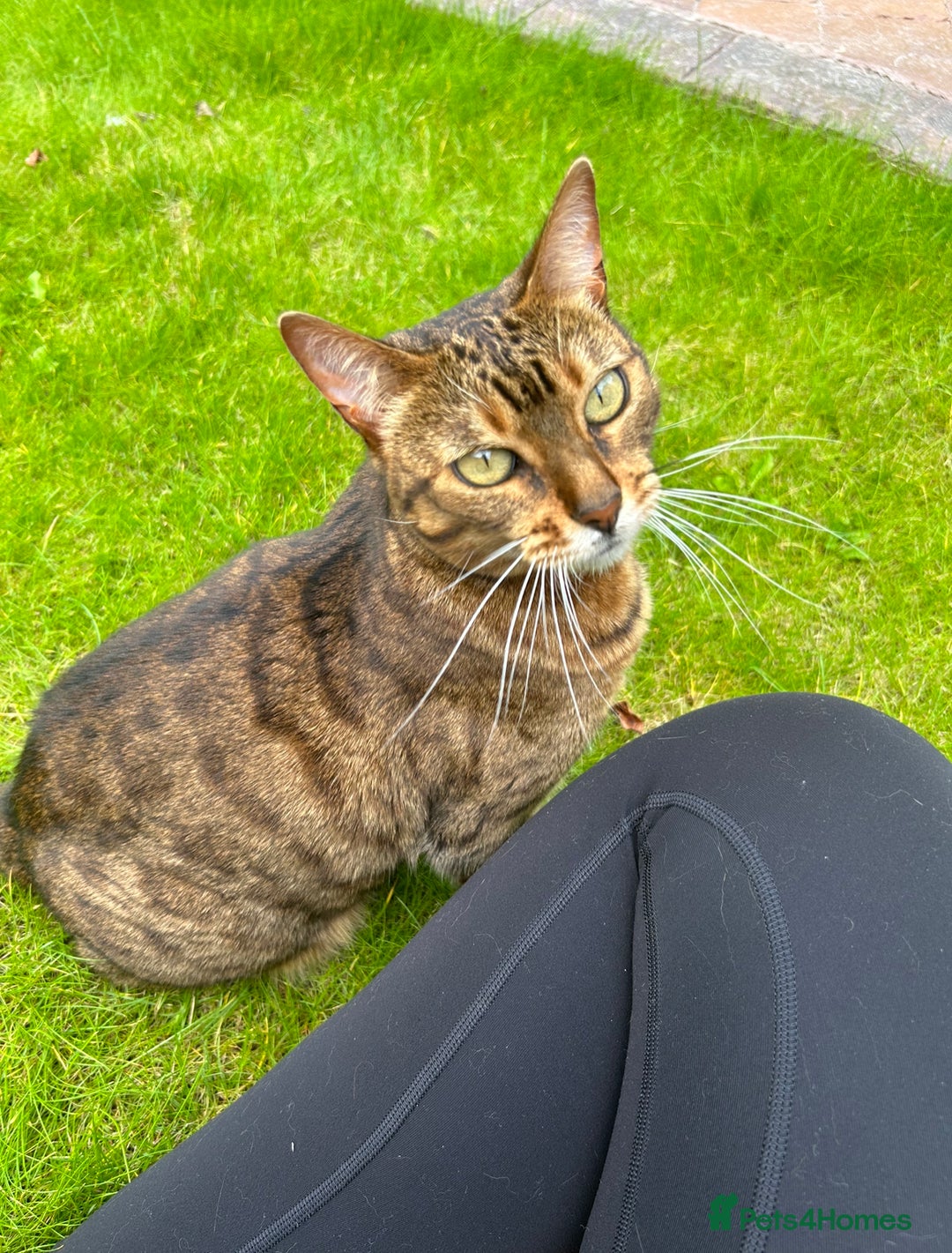 Bengal cats for sale: 5 year old bengal female looking for a new home - Image 1