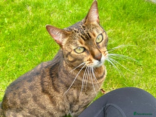 Bengal cats - Advert 24