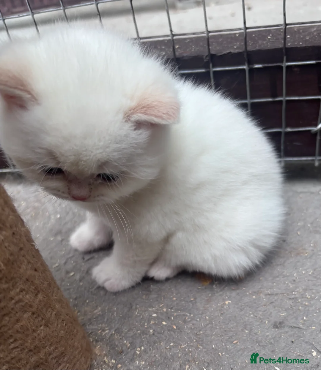 British Shorthair cats for sale: GGCF British shorthair kittens  - Advert 2