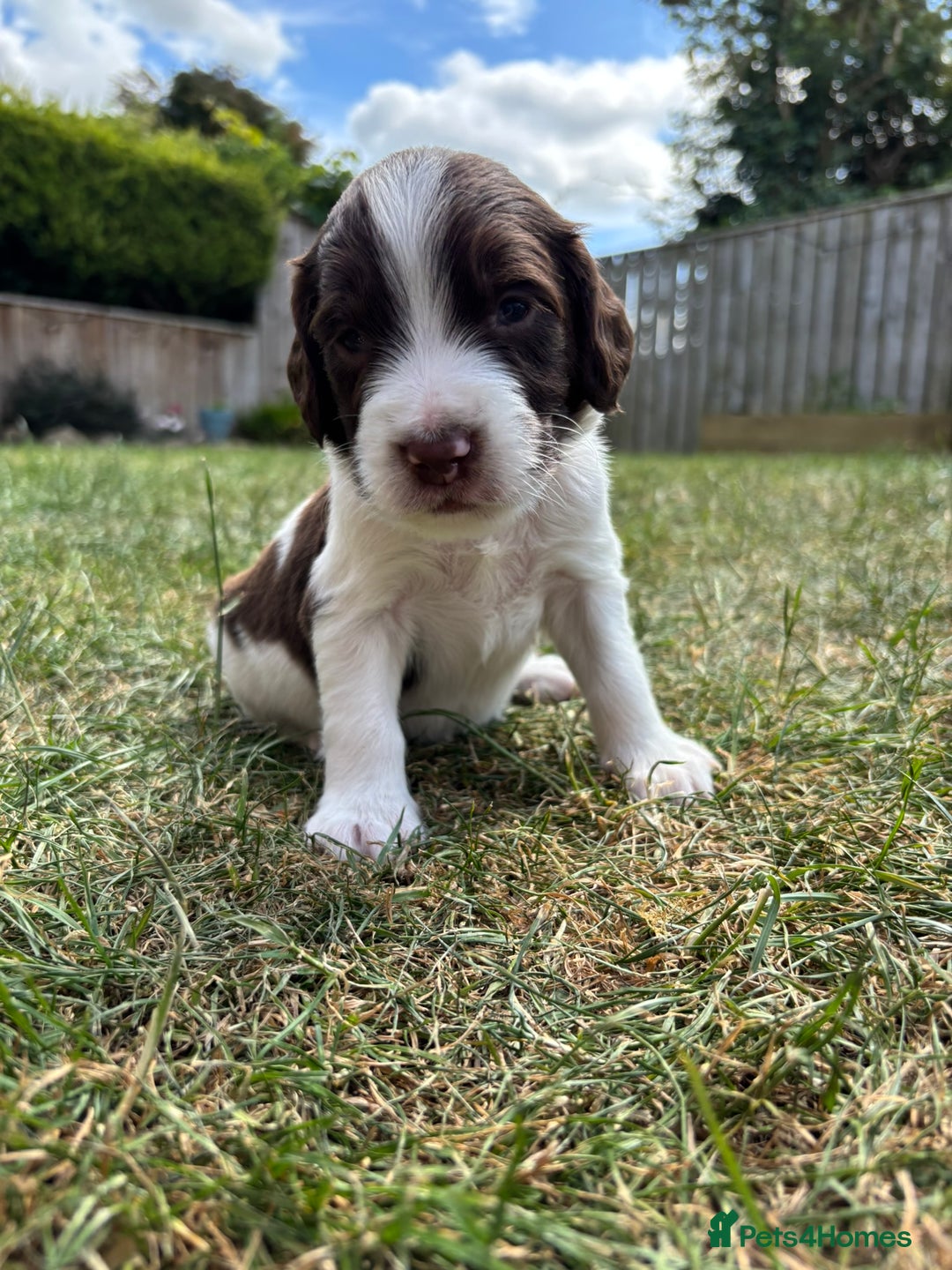 English Springer Spaniel dogs for sale: Gorgeous KC Registered Springer Spaniel Puppies in Thirsk - Image 9