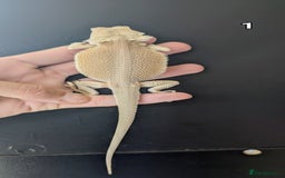 Bearded Dragon reptiles for sale: Witblits Bearded Dragon Babies ready now  - Image 3