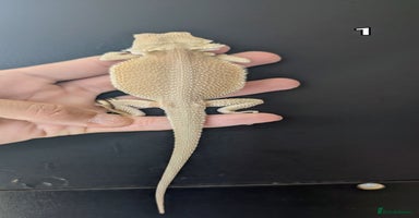 Bearded Dragon reptiles - Advert 6