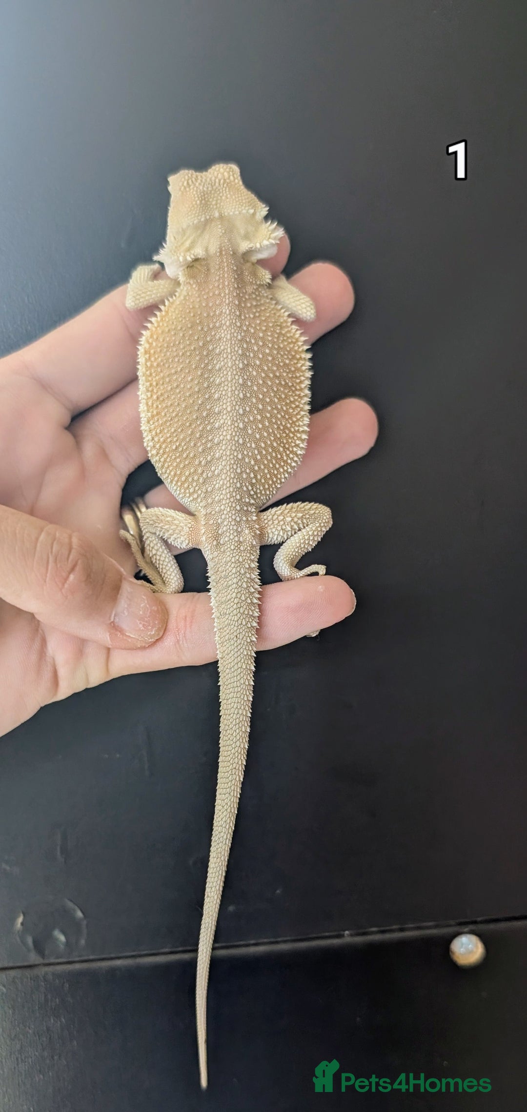 Bearded Dragon reptiles for sale: Witblits Bearded Dragon Babies ready now  - Image 3