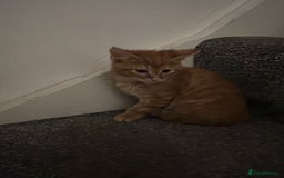 Mixed Breed cats for sale: Kittens - Image 14