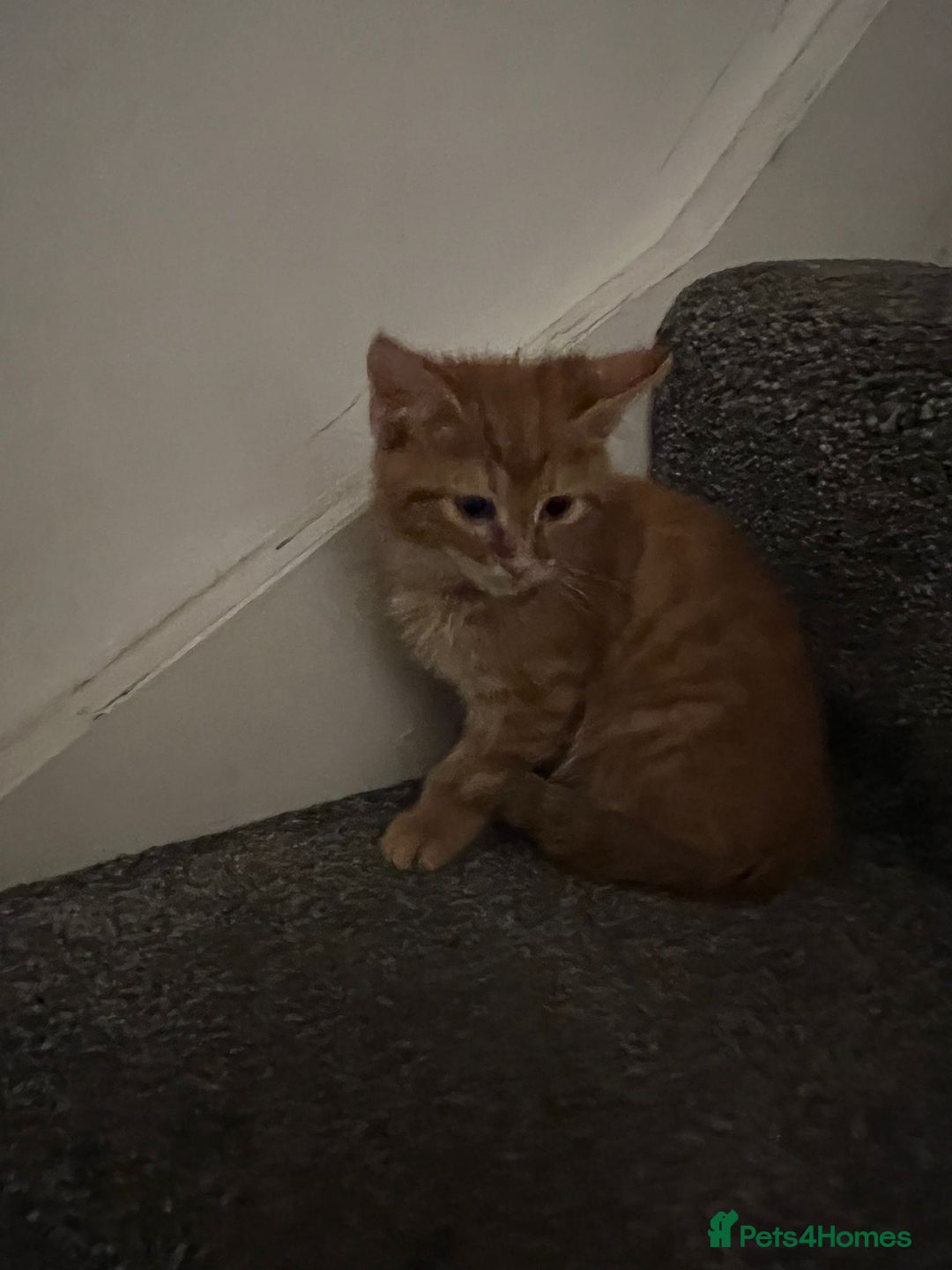 Mixed Breed cats for sale: Kittens - Image 14