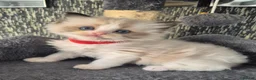 Ragdoll cats for sale: DNA tested Ragdoll kittens  - Advert 17
