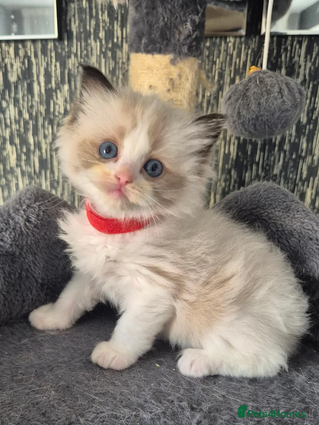 Ragdoll cats for sale: DNA tested Ragdoll kittens  - Advert 17