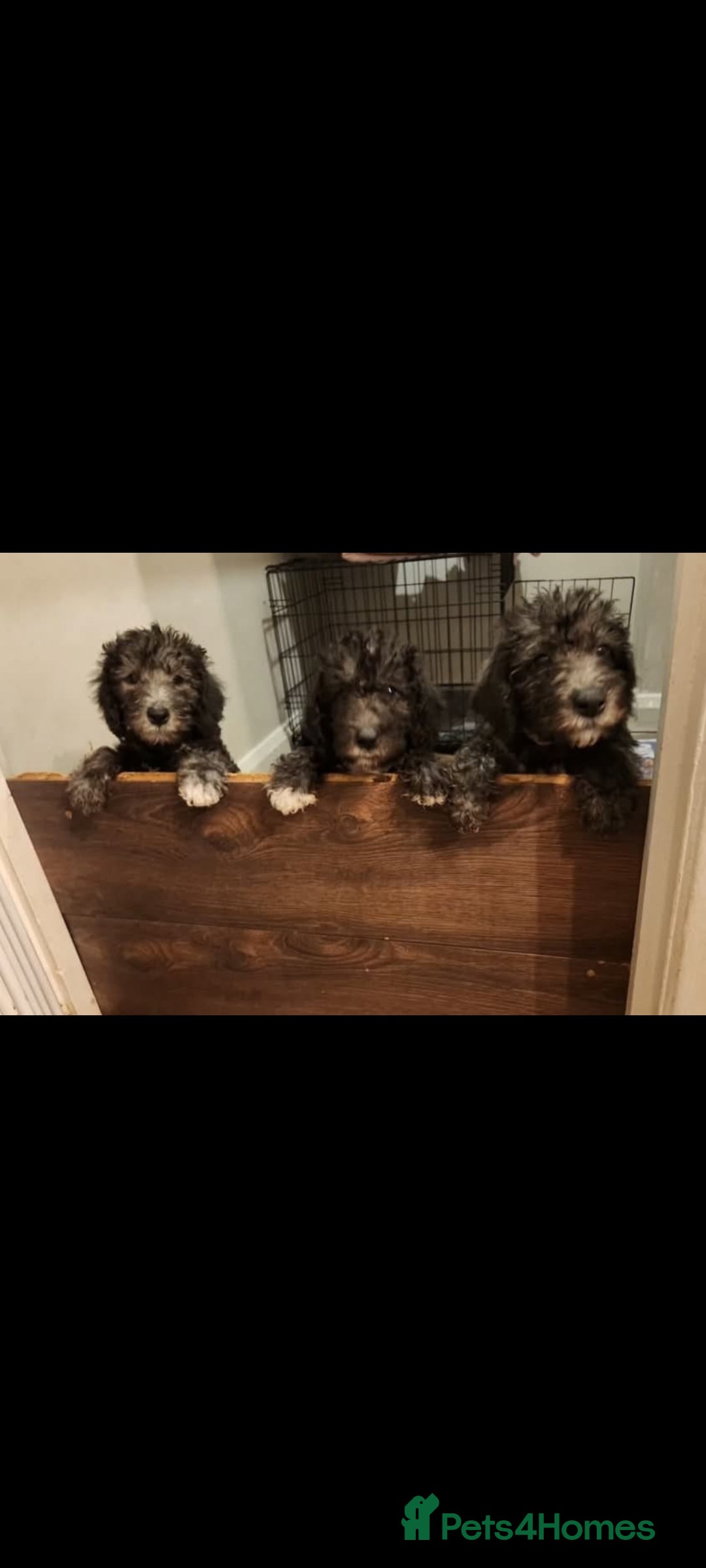 Bedlington Terrier dogs for stud:  Bedlington terrier for stud   in Chesterfield - Advert 40