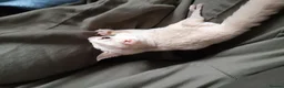 Sugar Glider rodents for sale: Rare mocistuc morph with lineage  - Advert 10