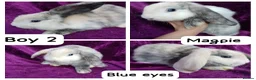 Mini Lion Lop rabbits for sale: Mini lion head lop  - Advert 26