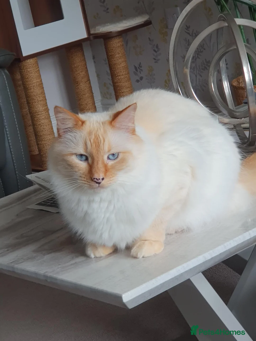 Mixed Breed cats for sale: Leo looking for loving home. in Preston - Advert 2