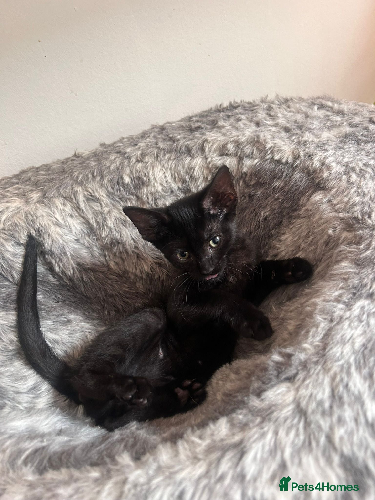 Mixed Breed cats Two beautiful kittens to Sphynx mother - Advert 2