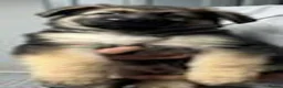 German Shepherd dogs for sale: German shepherd puppies  in Wisbech - Advert 11