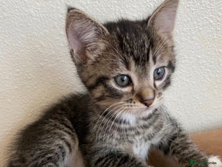 Mixed Breed cats - Advert 2