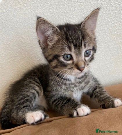 Mixed Breed cats - Advert 2