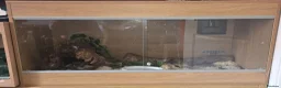 Corn Snake reptiles for sale: Male Adult Ghost Corn Snake 4 Years Old in Exeter - Advert 3