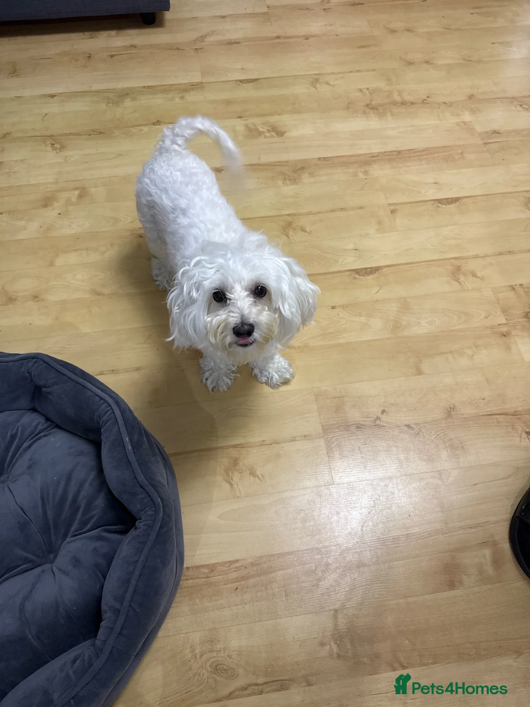Bichon Frise dogs for sale: Bichon malteze in Swindon - Advert 1