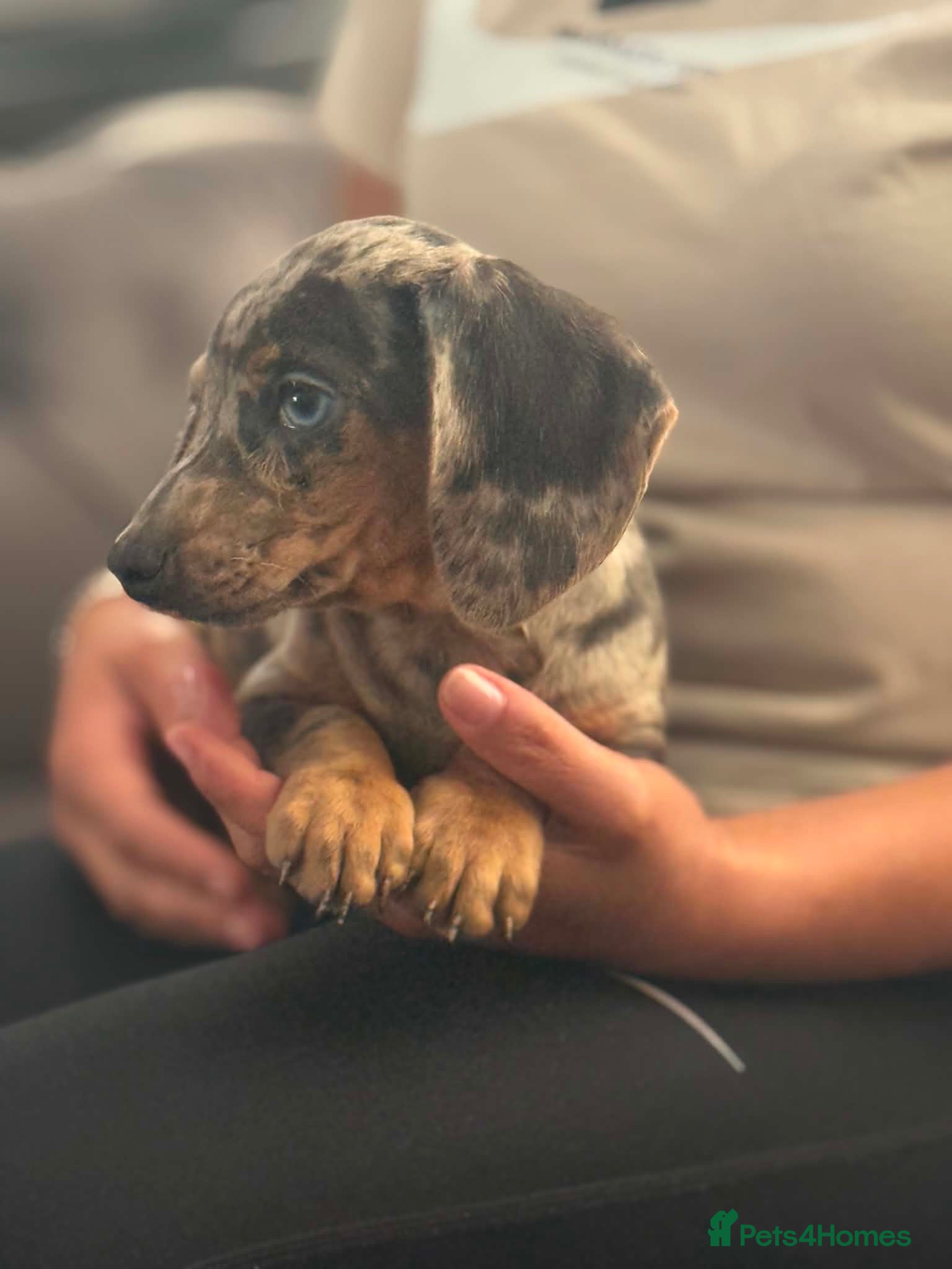 Miniature Dachshund dogs Miniature dachshund  - Advert 1