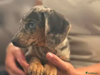 Miniature Dachshund dogs Miniature dachshund - Advert 1