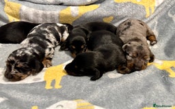 Miniature Dachshund dogs for sale: Mini dachshund puppies KC reg parents DNA tested - Image 14