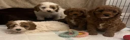 Cavapoo dogs for sale: 🐶🐾Stunning health clear cavapoo puppies🐾🐶 - Advert 6