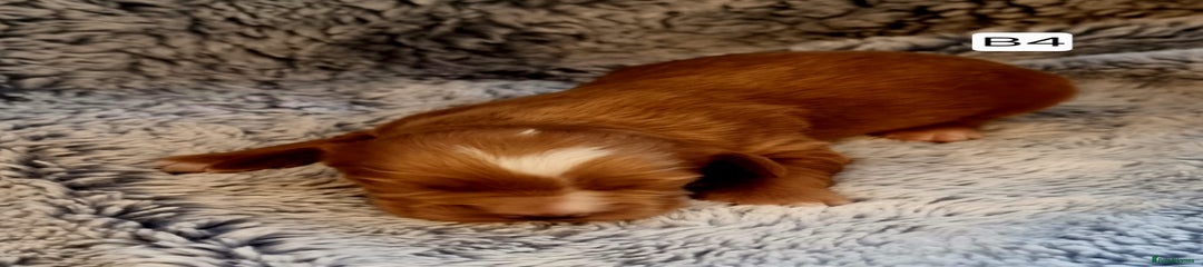 Cocker Spaniel Puppy 4