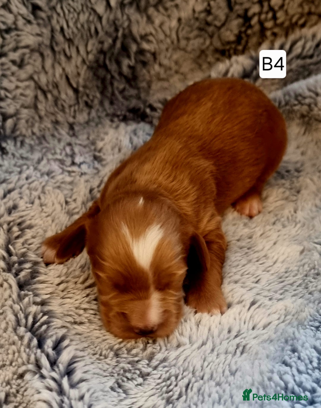 Cocker Spaniel dogs for sale: Stunning Working Cocker Spaniel Pups F1B  - Image 17