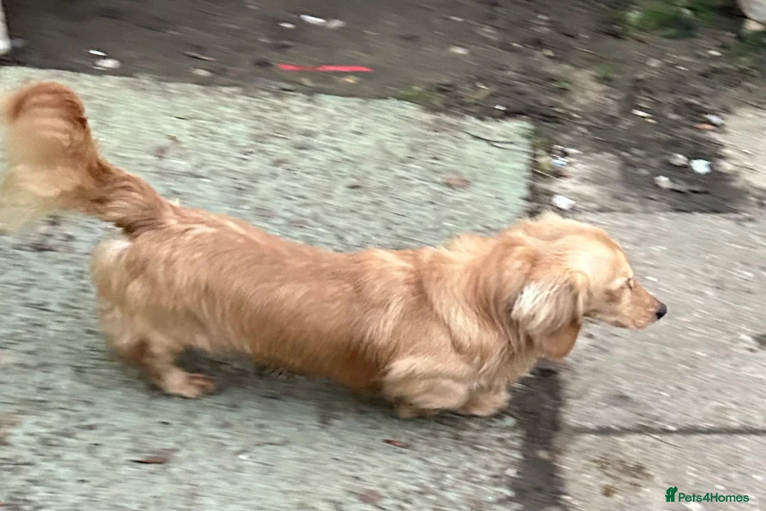 Dachshund dogs for stud: Kc Cream boy for study - Advert 4