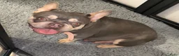French Bulldog dogs for sale: French bulldog  - Advert 9