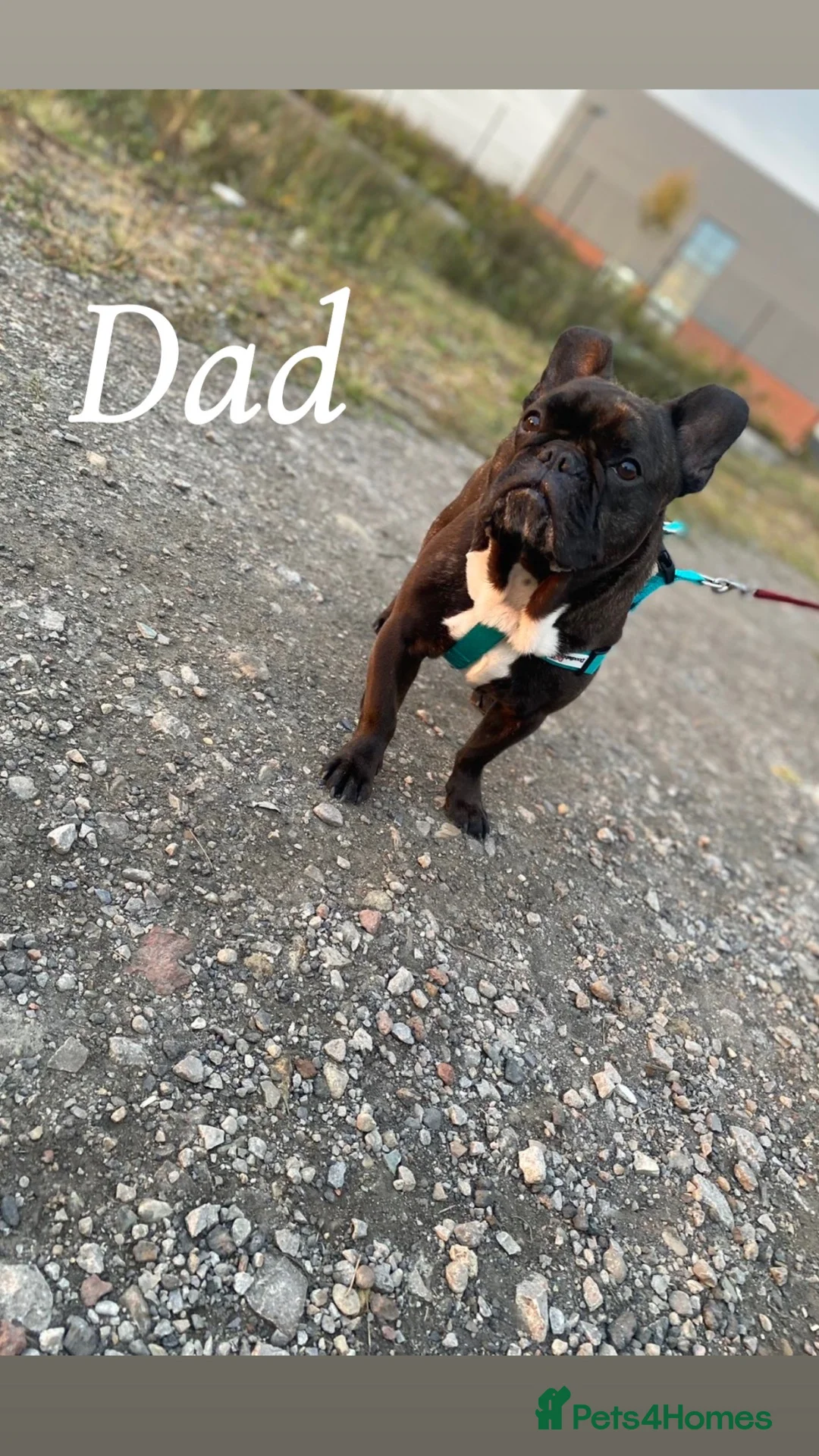 French Bulldog dogs for sale: FRENCH PUPPIES FOR SALE  in Leeds - Advert 2