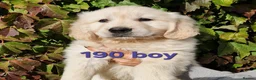 Golden Retriever dogs for sale: Stunning Golden Retrievers - Advert 15