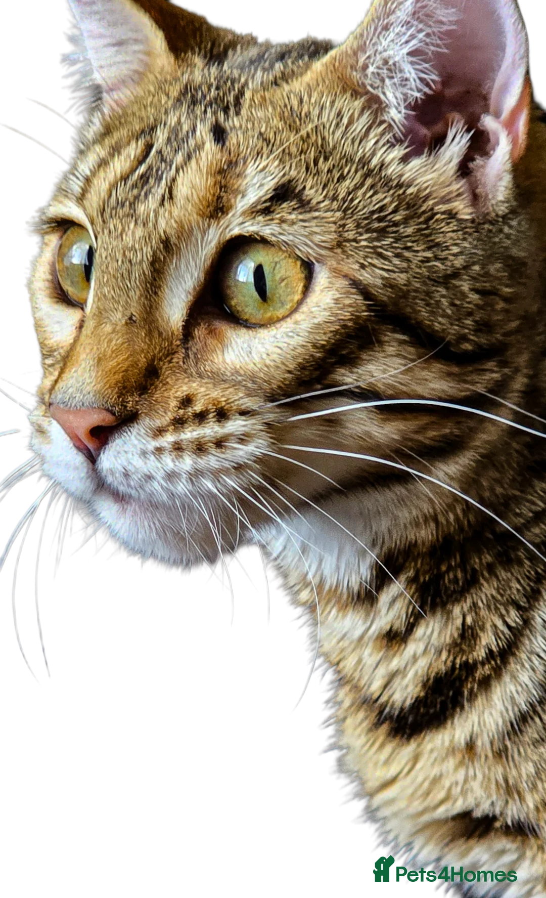 Bengal cats for sale: Looking for 5⭐️Forever Home for Our Beautiful Girl - Advert 2